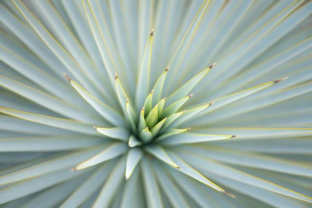 Joshua Tree