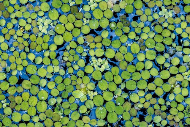Green Dots