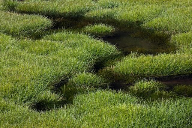 Wild Sedges