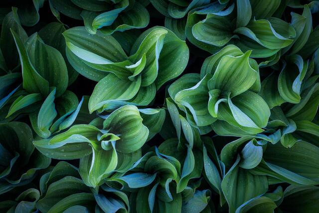 Corn Lily Trio