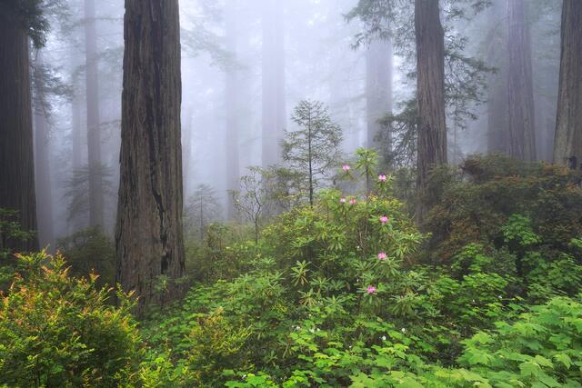 Redwoods Spring
