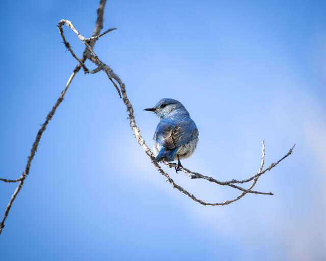 Mountain Bluebee