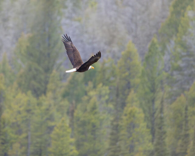 Bald Eagle, Grand Teton National Park
