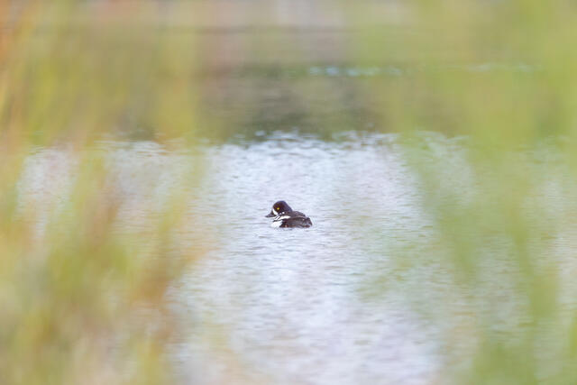 Through the Willows