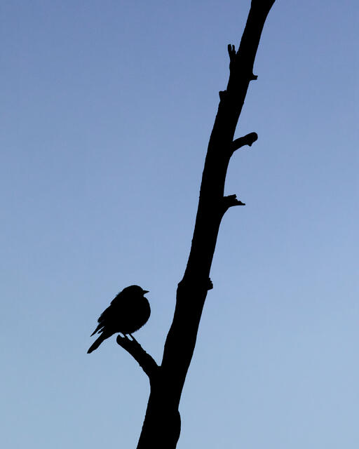 At Rest