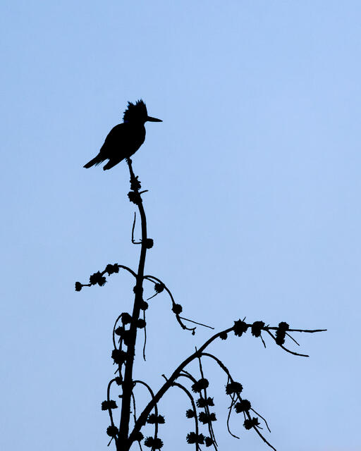 Lookout