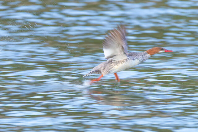 Walking on Water
