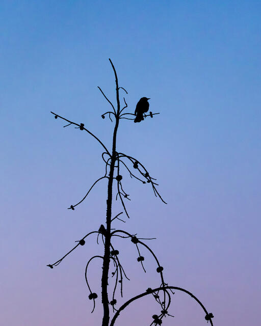 Last Light