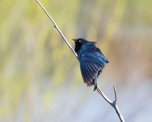Blackbird on a Stick