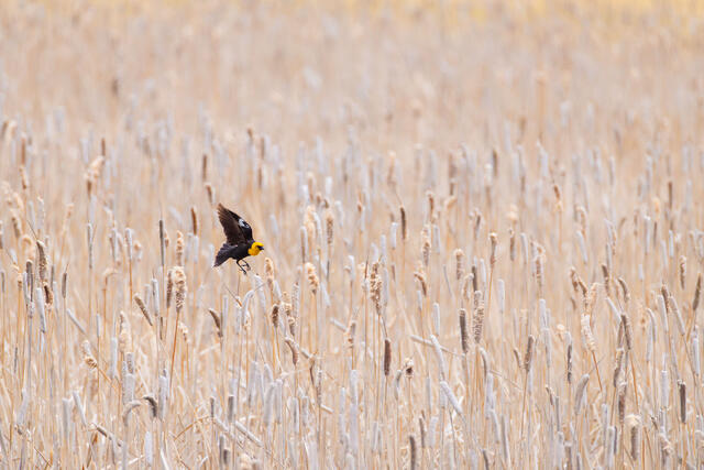 Among the Cattails