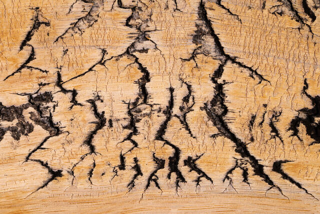 Fissures