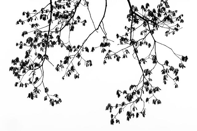 Sketches