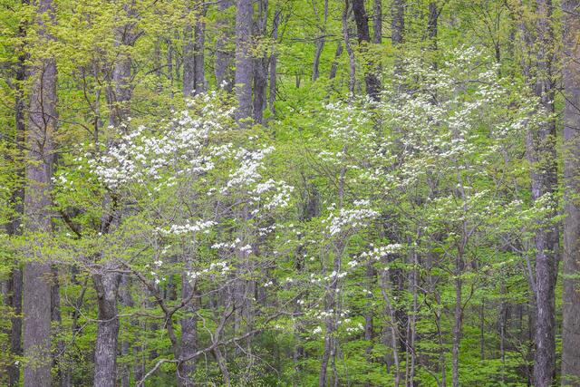 Great Smoky Mountains National Park