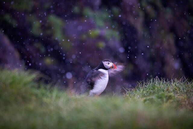 Bird Photography