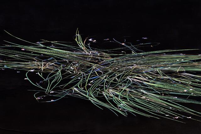 Resting Grasses
