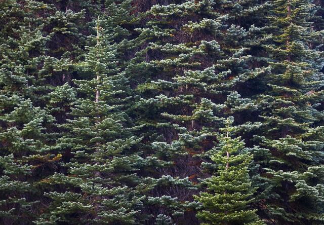 Wall of Trees