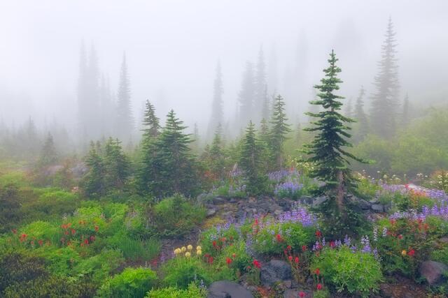 Misty Meadows 