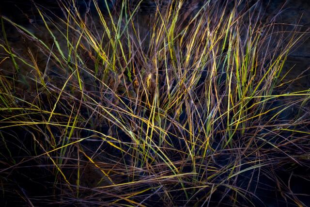 Water Grasses