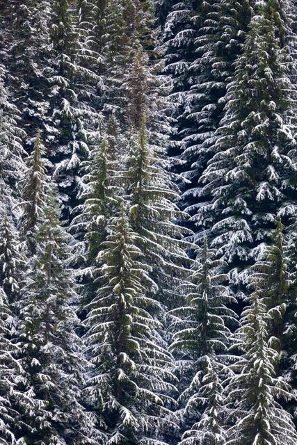 Winter Boughs 