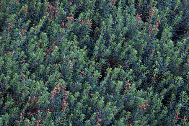 Mountain Heather