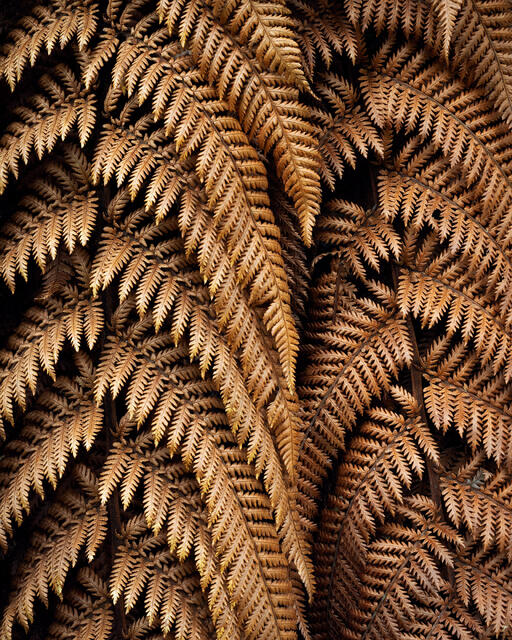 Rusty Ferns