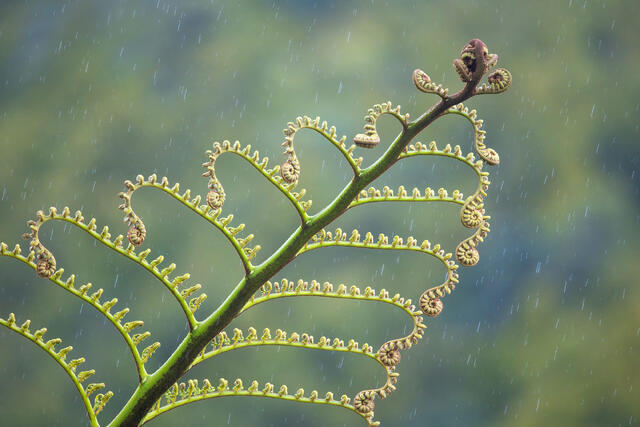 Early Spring Unfurling