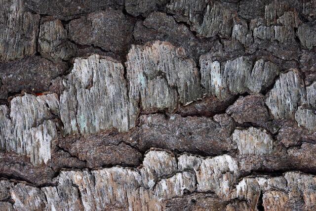 Fissures