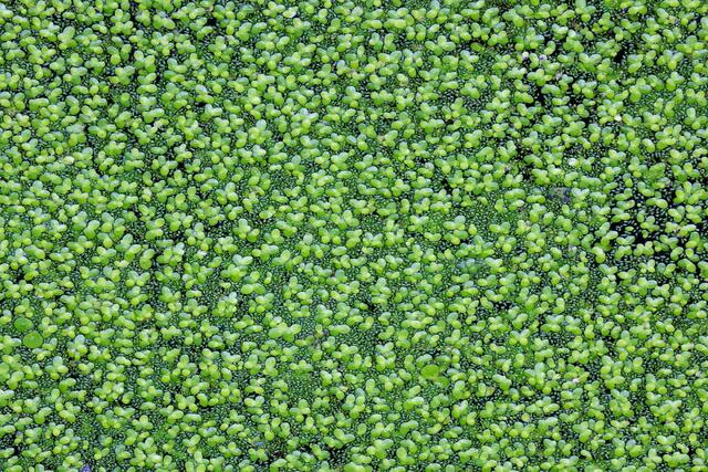 Teeny Tiny Leaves