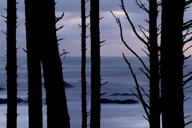 Tattered Pines
