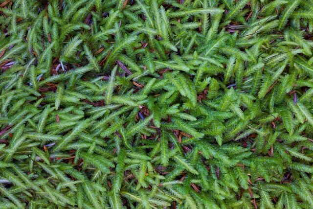 Little Mosses