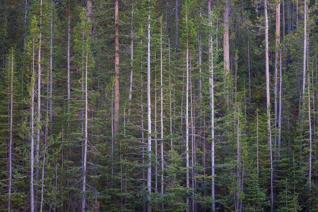 Morning Forest