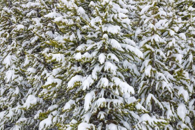Pillows of Snow