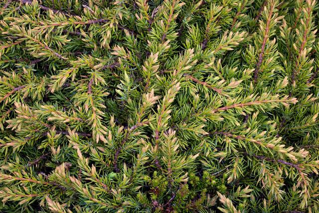 Coastal Juniper, Iceland