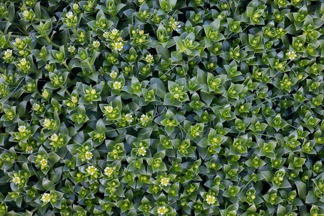 Blooming Sandwort 