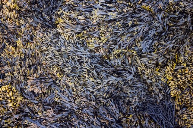 Marine Meadow