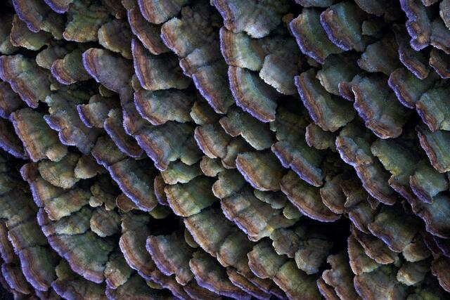 Frills