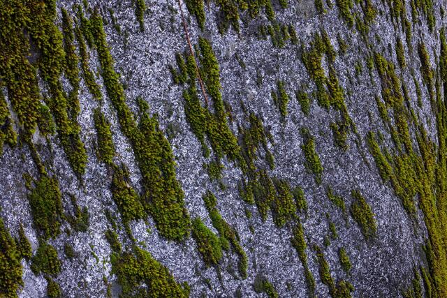Mosses on Rock