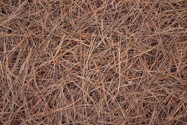 Bed of Needles