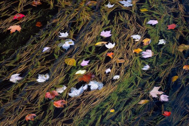 Maple Leaves At Rest