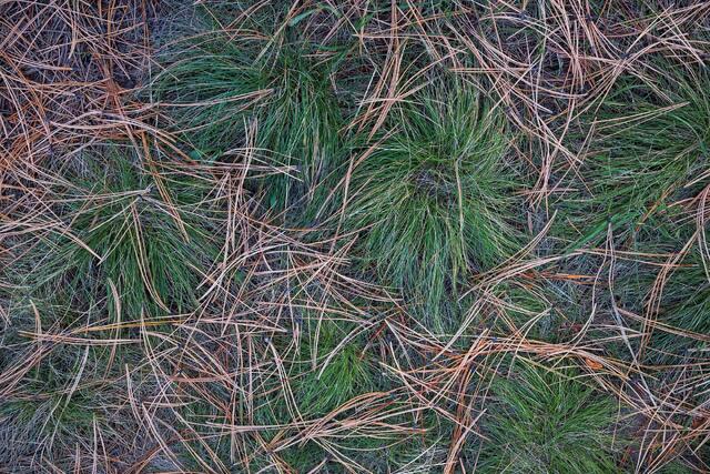 Tufty Grasses