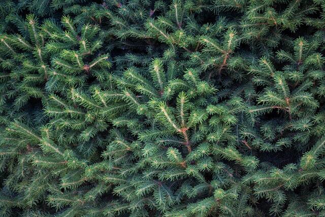 Branches