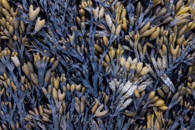 Low Tide