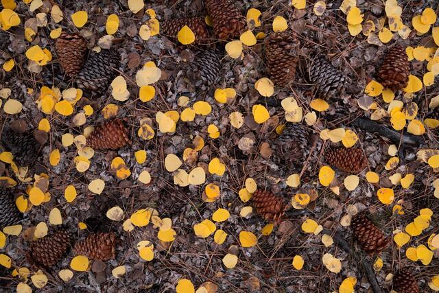 Pinecones and Leaves