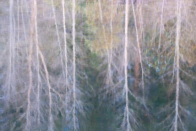 Bare Trees