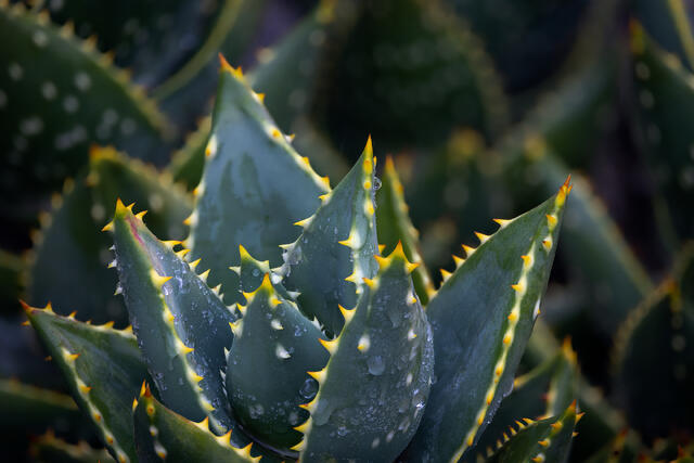 Rough Edges