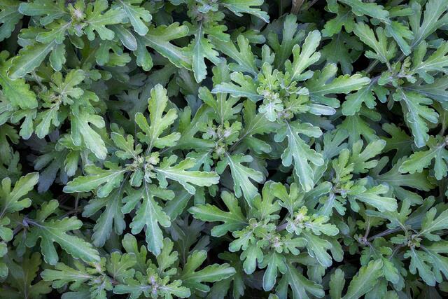 Softest Greens