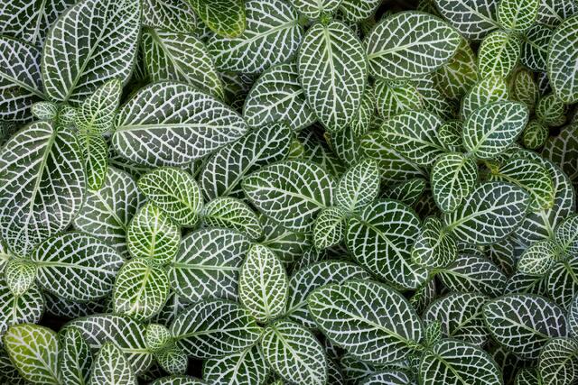 Variegated