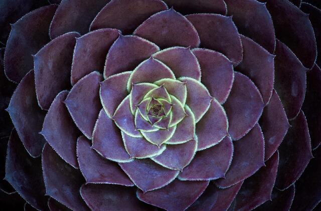 Dark Rosette