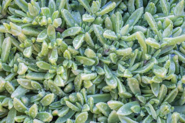 Ice Plants