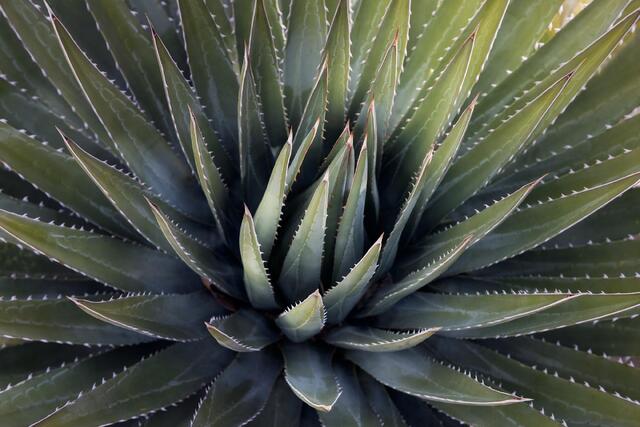 Agave 
